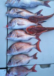 釣り舟 海竜 釣果