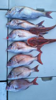 釣り舟　海竜 釣果