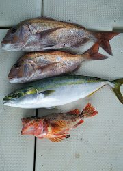 釣り舟 海竜 釣果