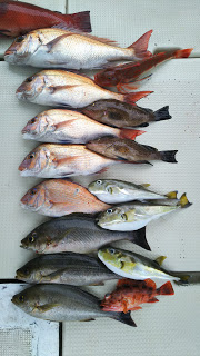 釣り舟　海竜 釣果