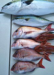 釣り舟　海竜 釣果