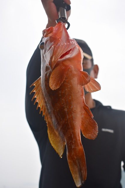 Fisherman Dreams DI 釣果