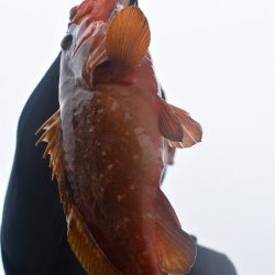 Fisherman Dreams DI 釣果