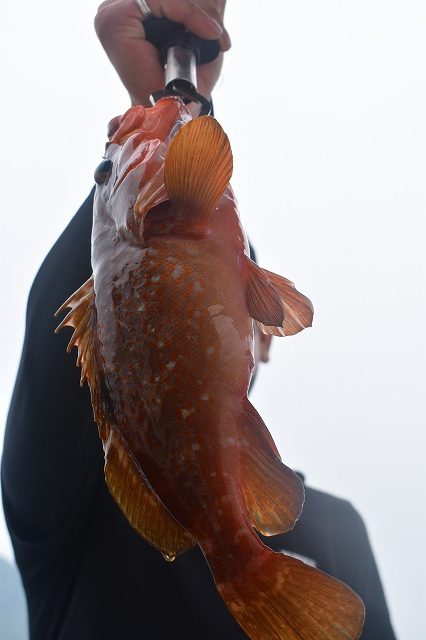 Fisherman Dreams DI 釣果