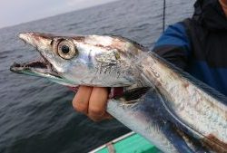 KONAYAーMARU(こなや丸) 釣果