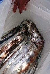 KONAYAーMARU(こなや丸) 釣果