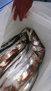 KONAYAーMARU(こなや丸) 釣果