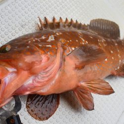 Fisherman Dreams DI 釣果