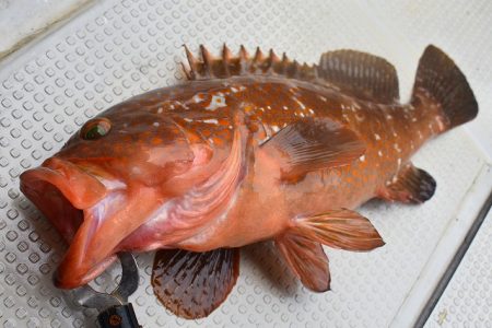 Fisherman Dreams DI 釣果