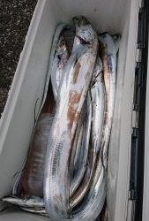 KONAYAーMARU(こなや丸) 釣果