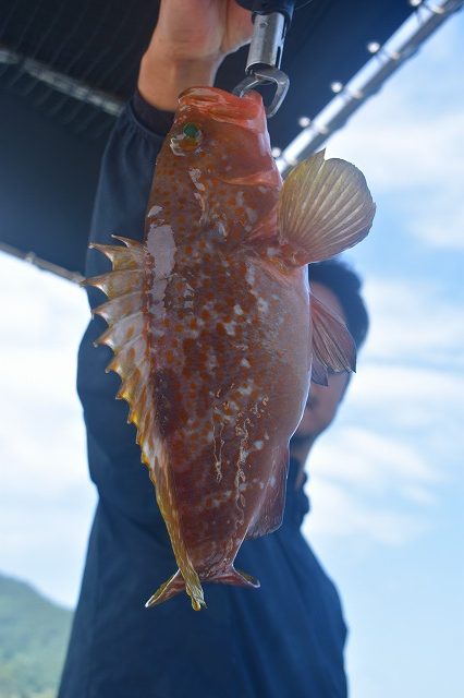 Fisherman Dreams DI 釣…