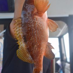 Fisherman Dreams DI 釣果