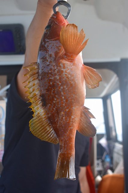 Fisherman Dreams DI 釣果