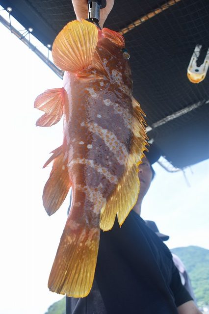 Fisherman Dreams DI 釣果