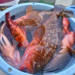 Fisherman Dreams DI 釣果