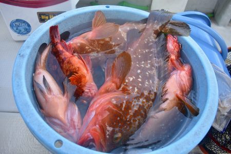 Fisherman Dreams DI 釣果