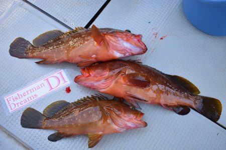 Fisherman Dreams DI 釣果