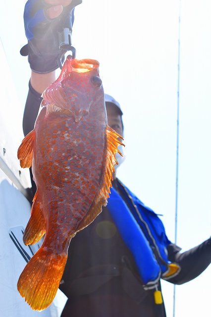 Fisherman Dreams DI 釣果