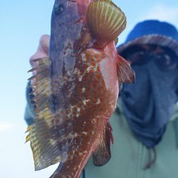 Fisherman Dreams DI 釣果