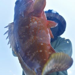 Fisherman Dreams DI 釣果