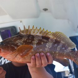 Fisherman Dreams DI 釣果