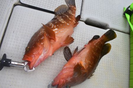 Fisherman Dreams DI 釣果