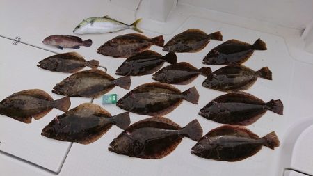 フィッシングボートACE(エース) 釣果