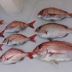 フィッシングボートACE(エース) 釣果