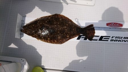 フィッシングボートACE（エース） 釣果