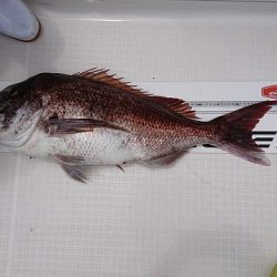 フィッシングボートACE（エース） 釣果