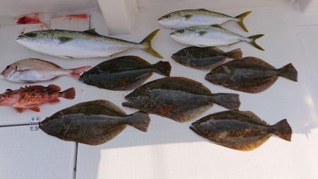 フィッシングボートACE(エース) 釣果