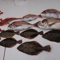 フィッシングボートACE(エース) 釣果