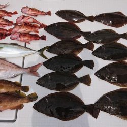 フィッシングボートACE(エース) 釣果