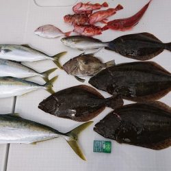 フィッシングボートACE(エース) 釣果