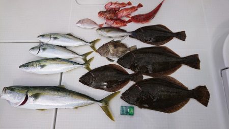 フィッシングボートACE(エース) 釣果