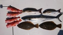 フィッシングボートACE（エース） 釣果