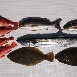 フィッシングボートACE（エース） 釣果