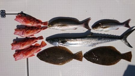 フィッシングボートACE（エース） 釣果