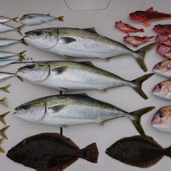 フィッシングボートACE(エース) 釣果