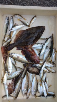 和歌山マリーナシティ釣り公園 釣果