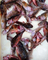 和歌山マリーナシティ釣り公園 釣果