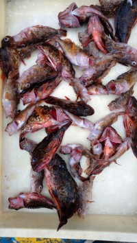 和歌山マリーナシティ釣り公園 釣果