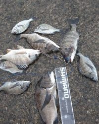 和歌山マリーナシティ釣り公園 釣果