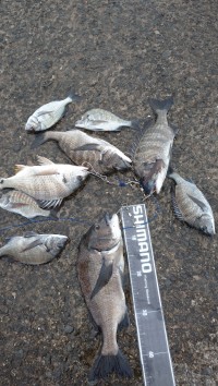 和歌山マリーナシティ釣り公園 釣果