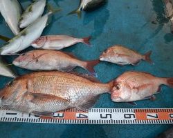 アジアマリンサービス 釣果