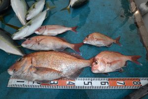 アジアマリンサービス 釣果