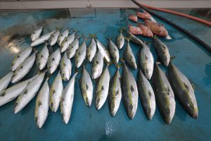 アジアマリンサービス 釣果