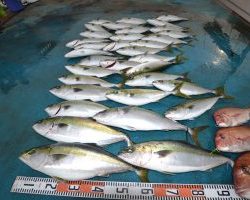 アジアマリンサービス 釣果