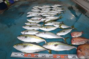 アジアマリンサービス 釣果