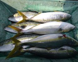 アジアマリンサービス 釣果